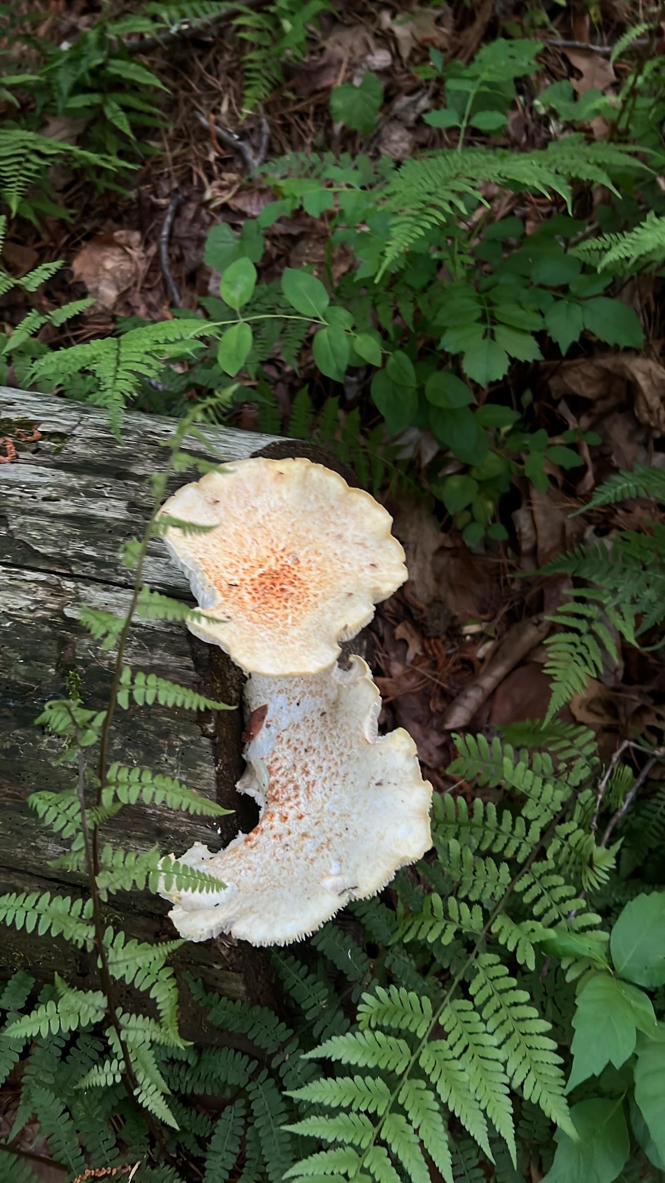 Reynolds Nature Preserve Trail