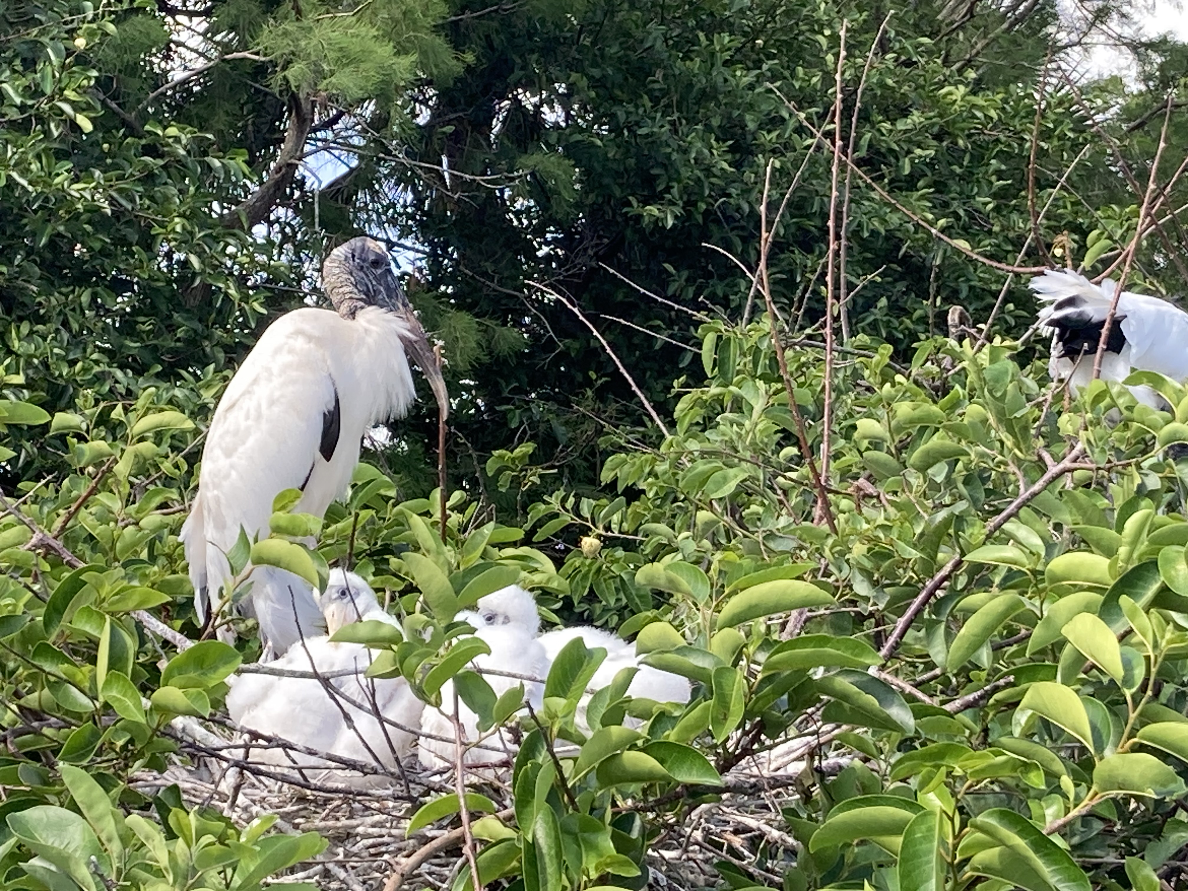 Wakodahatchee Wetlands