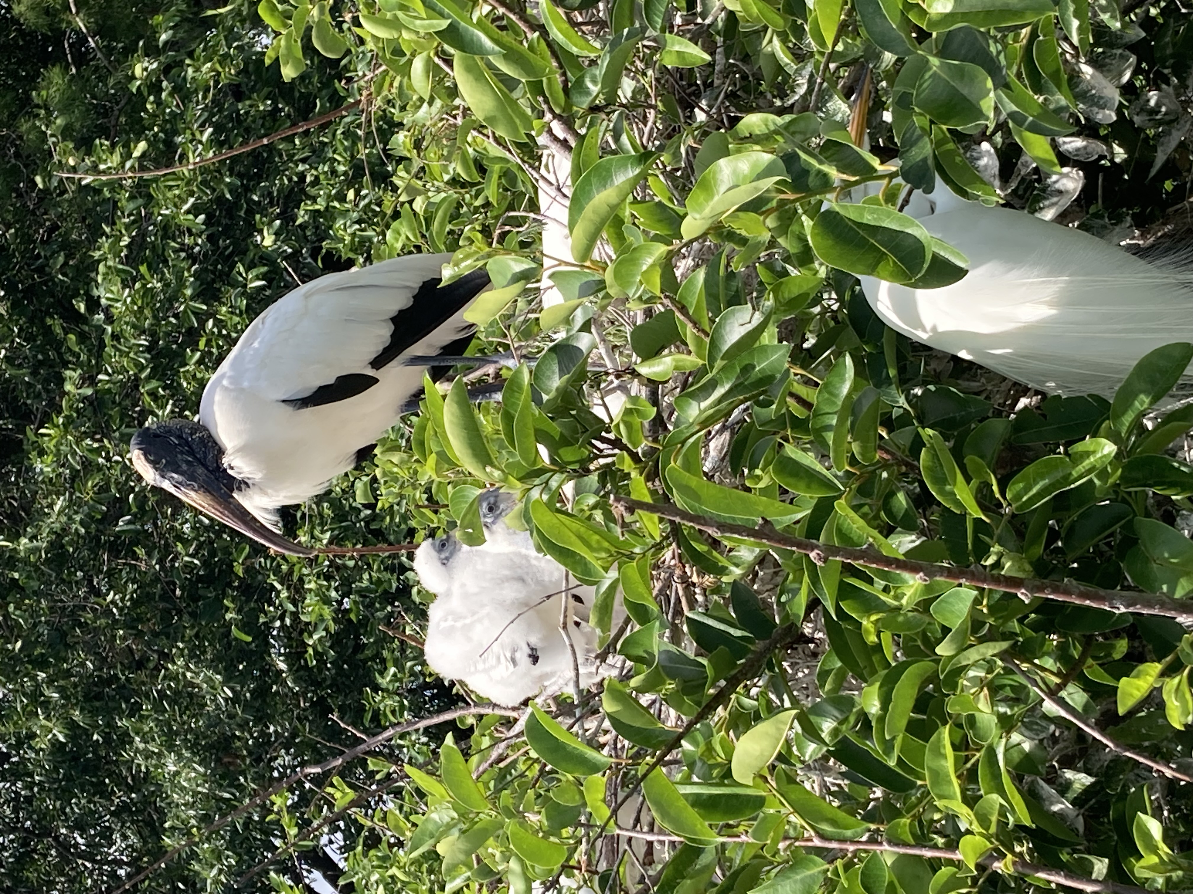 Wakodahatchee Wetlands