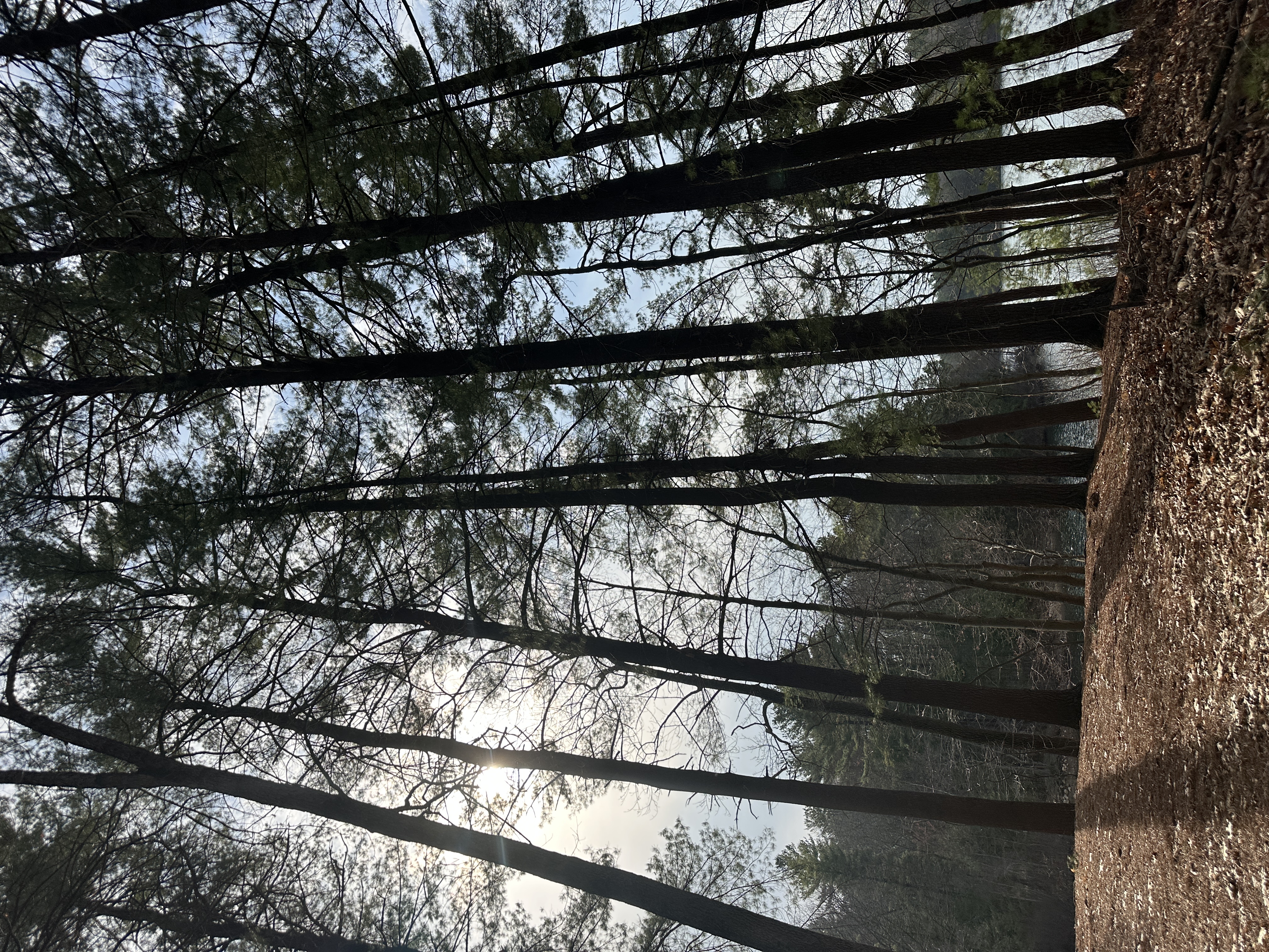 Walden Pond Path
