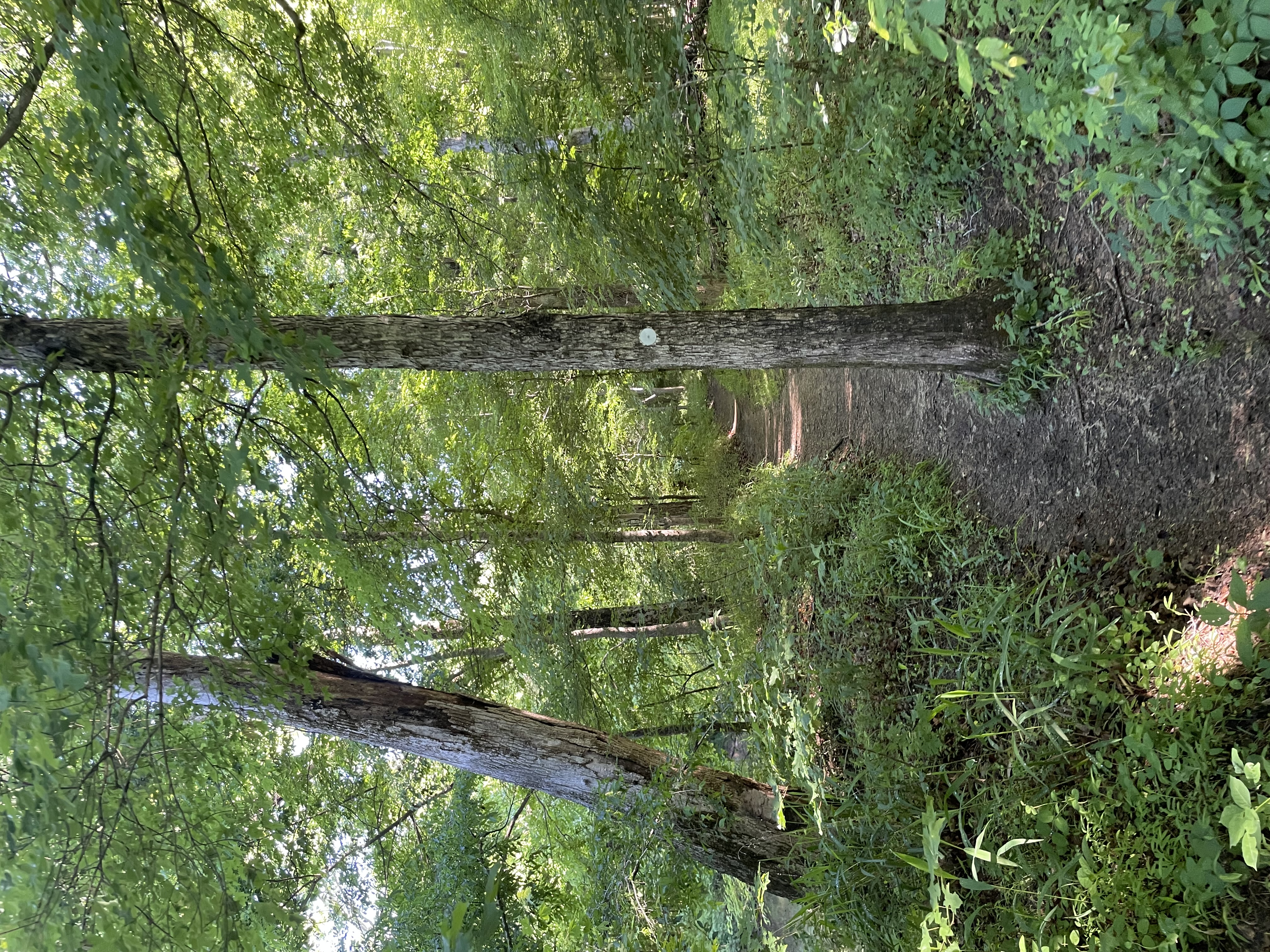 Penny's Bend