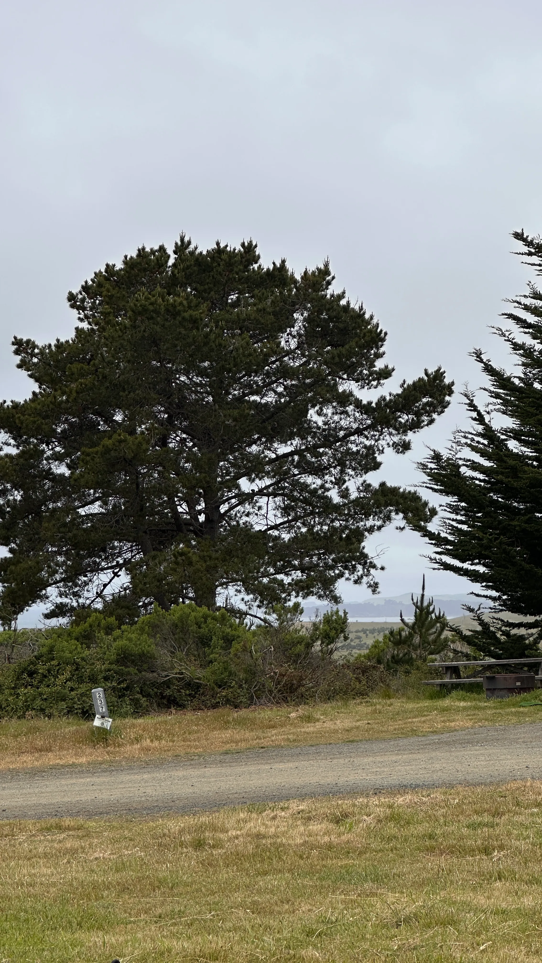 Camp at San Simeon State Park