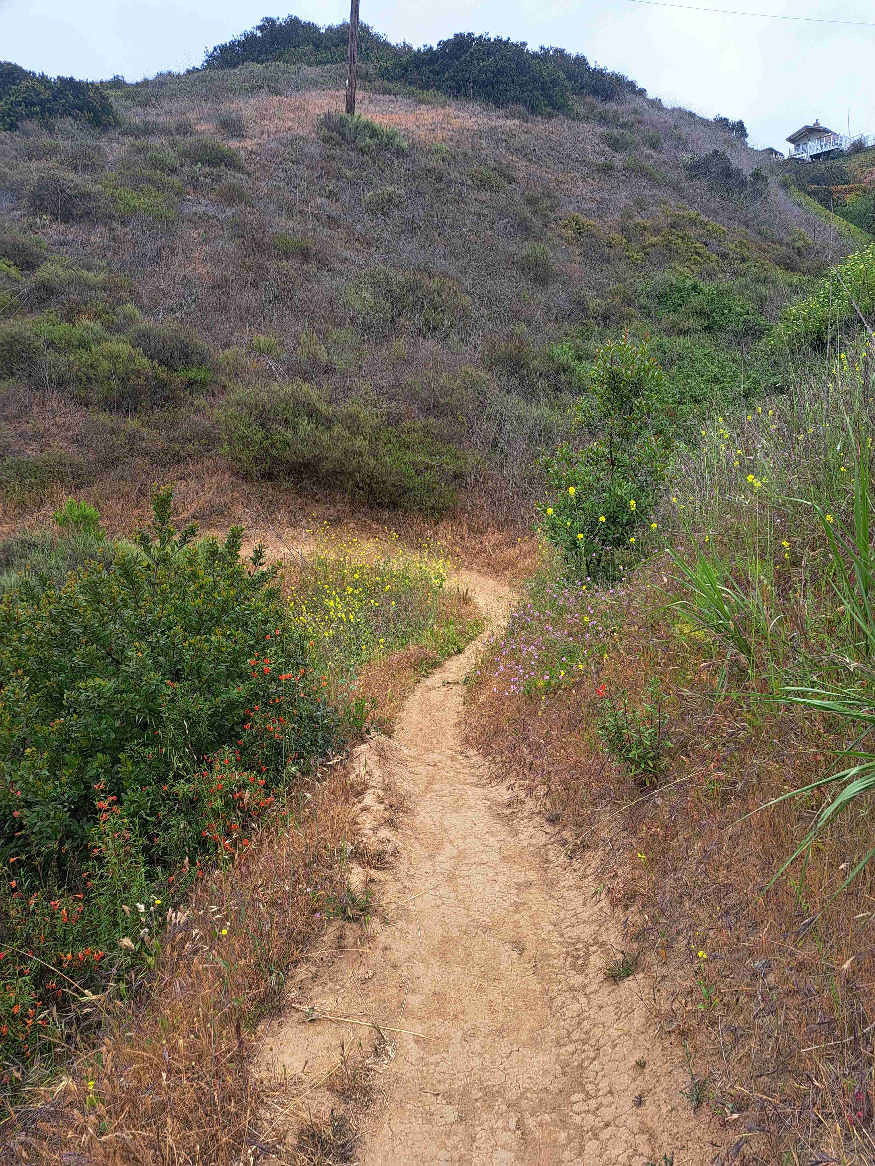 Rose Canyon Trail 