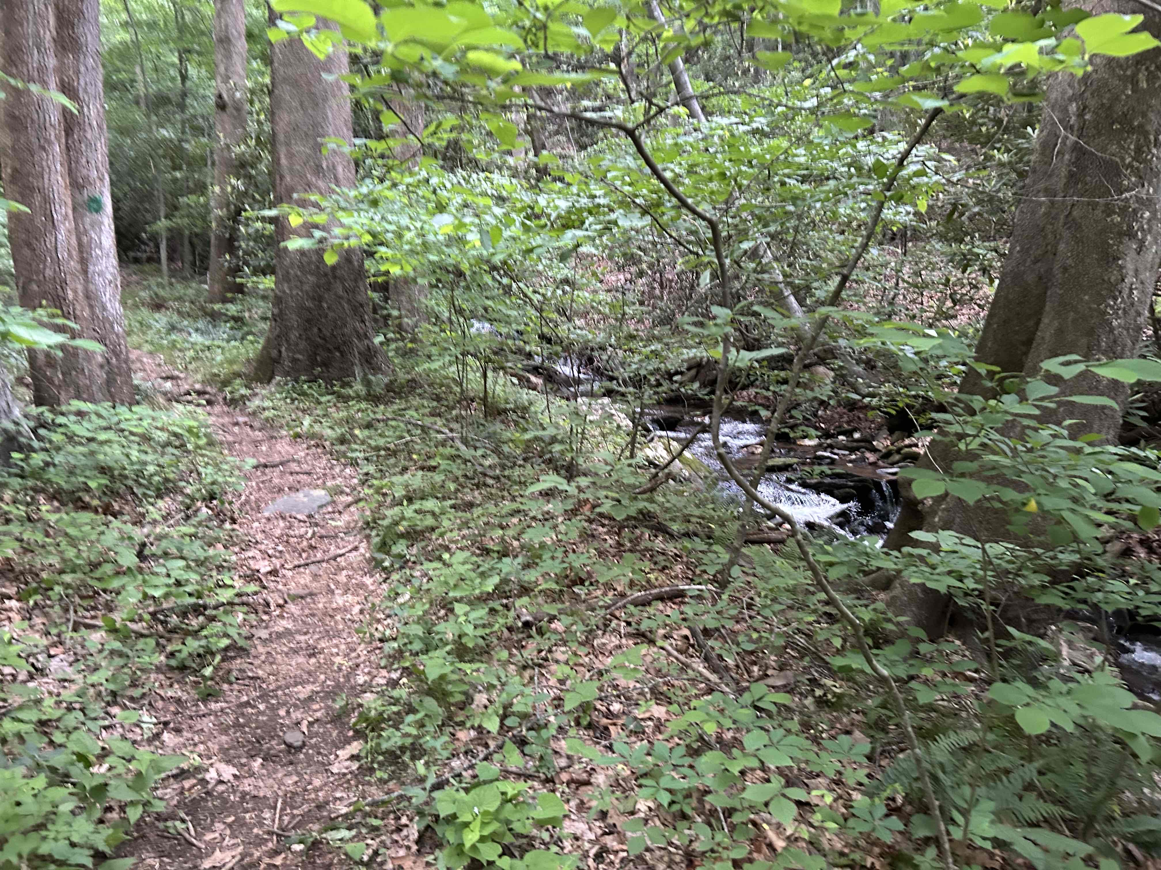 Hike Rock Castle Gorge