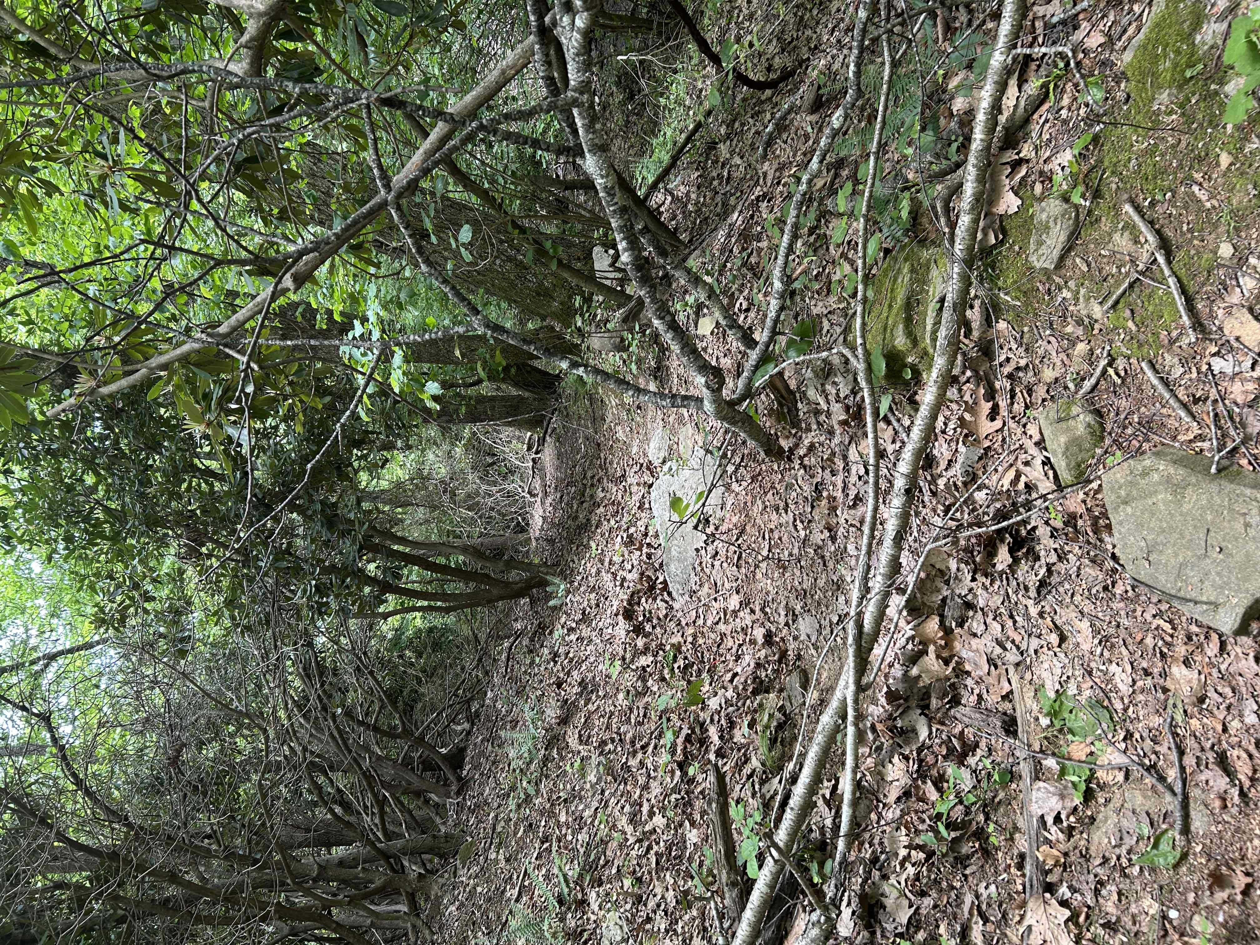 Hike Rock Castle Gorge