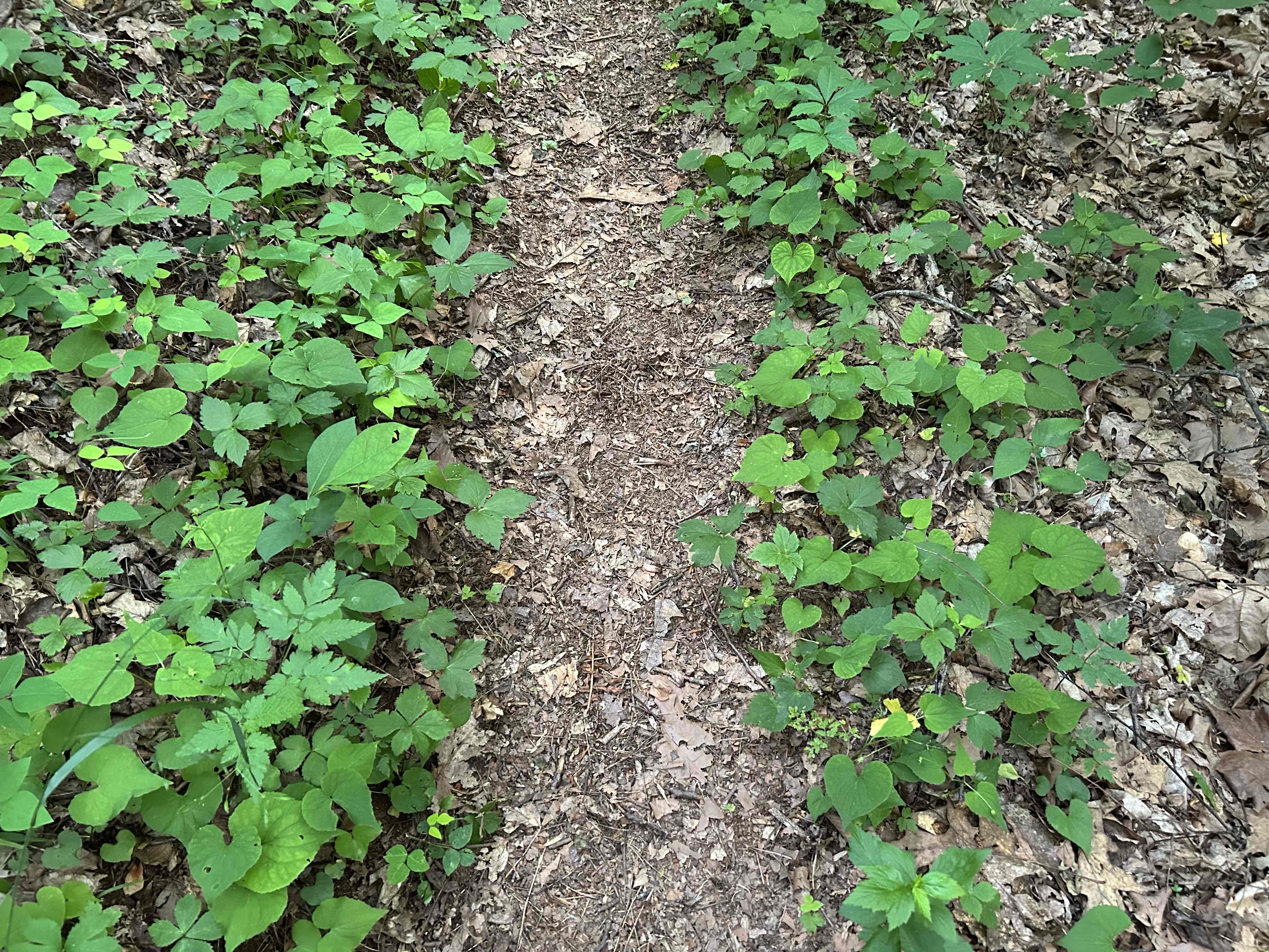 Hike Rock Castle Gorge