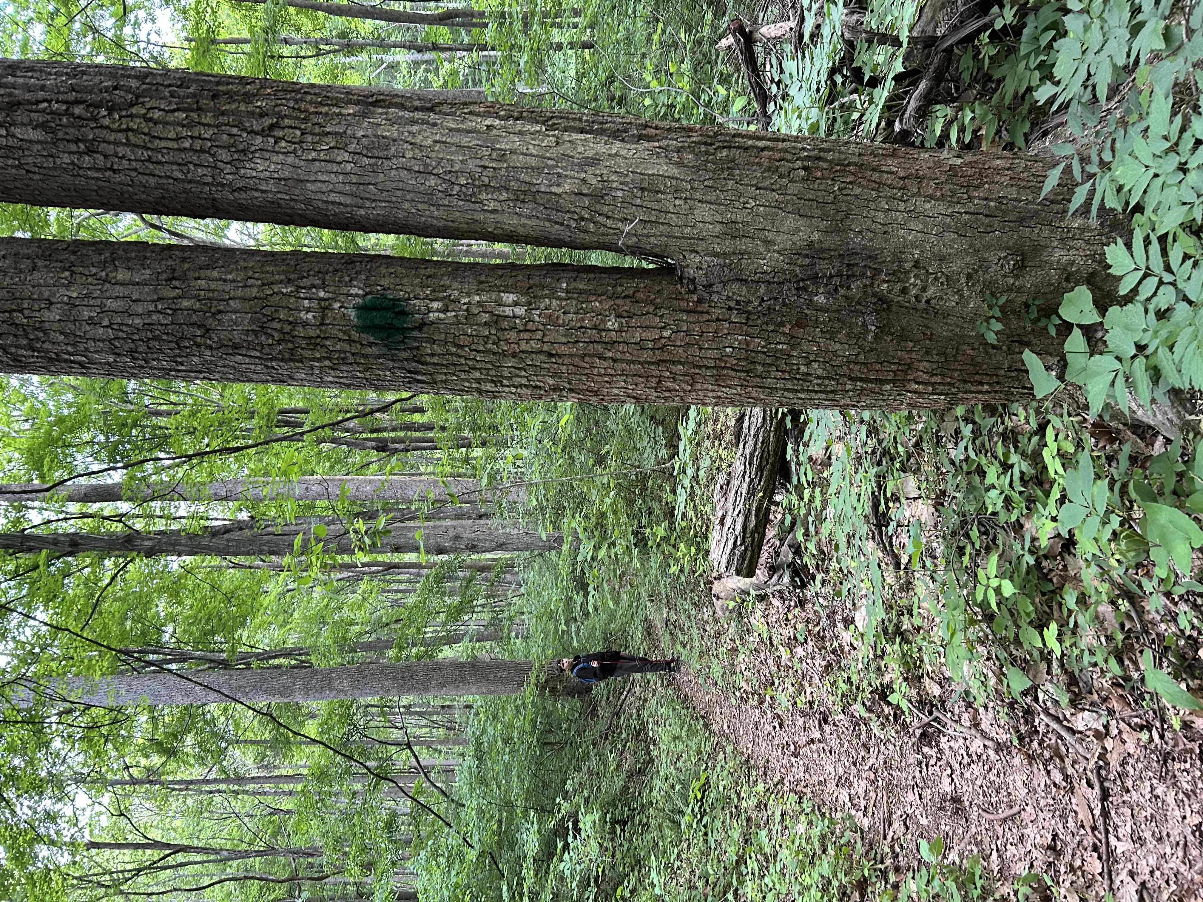 Hike Rock Castle Gorge