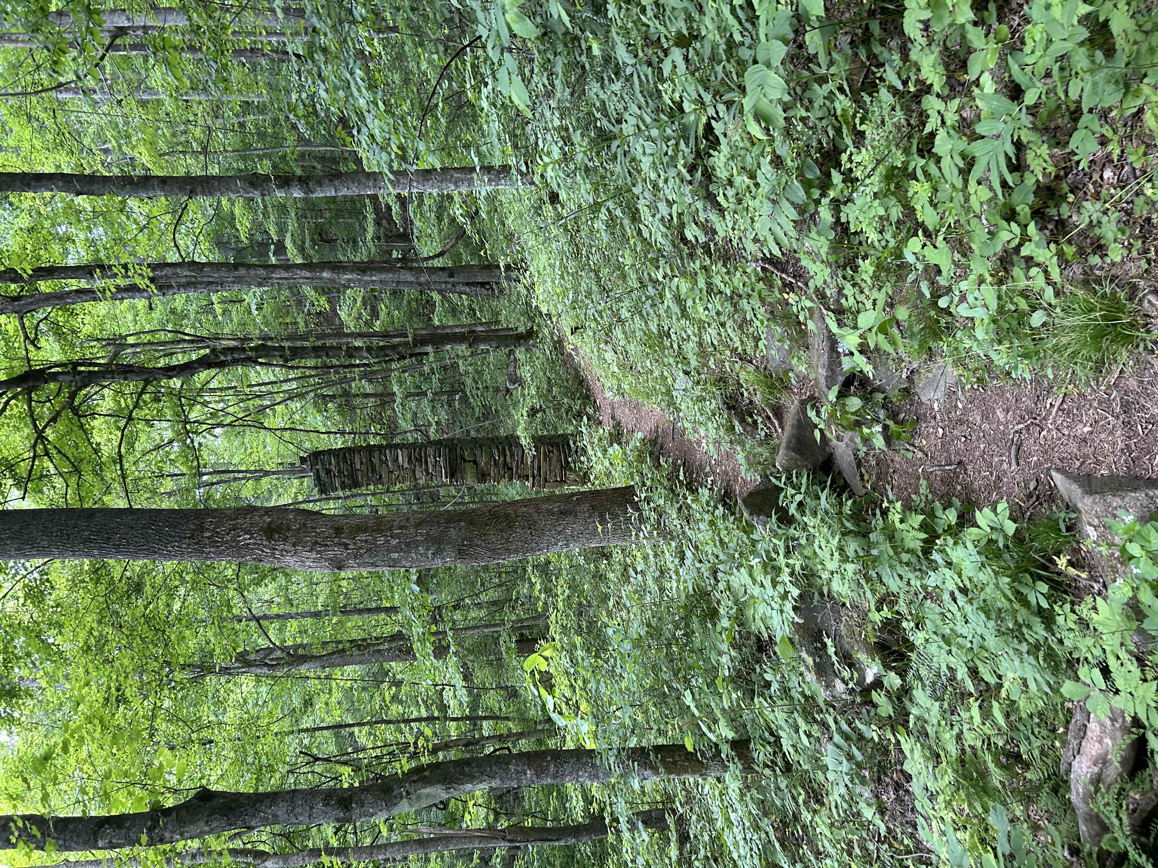 Hike Rock Castle Gorge