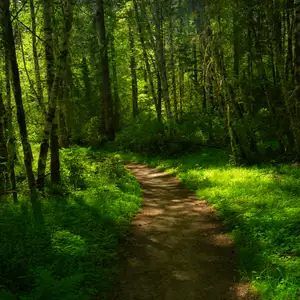 Skidder Row to Hares Canyon Trail