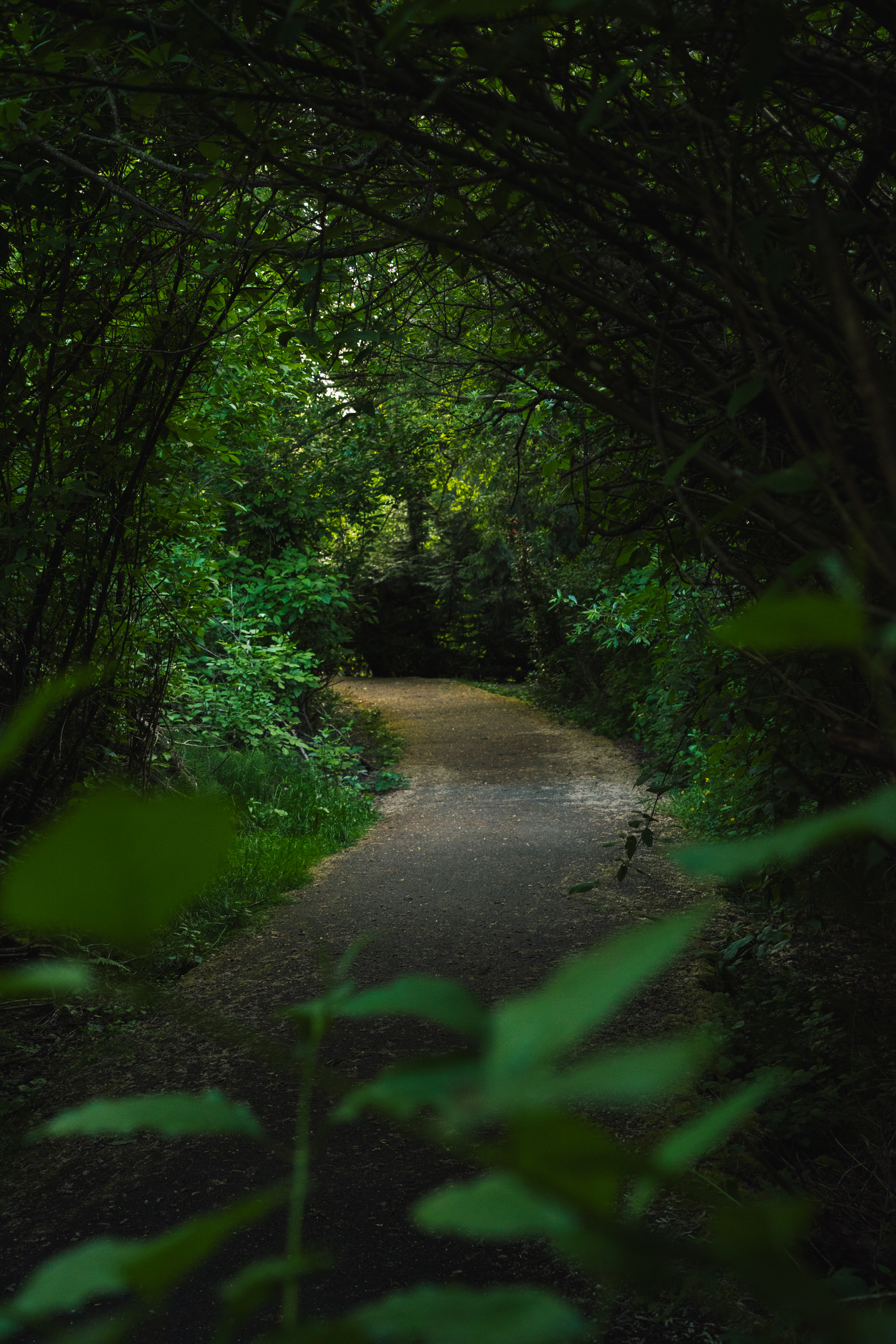Pathfinder Genesis Trail