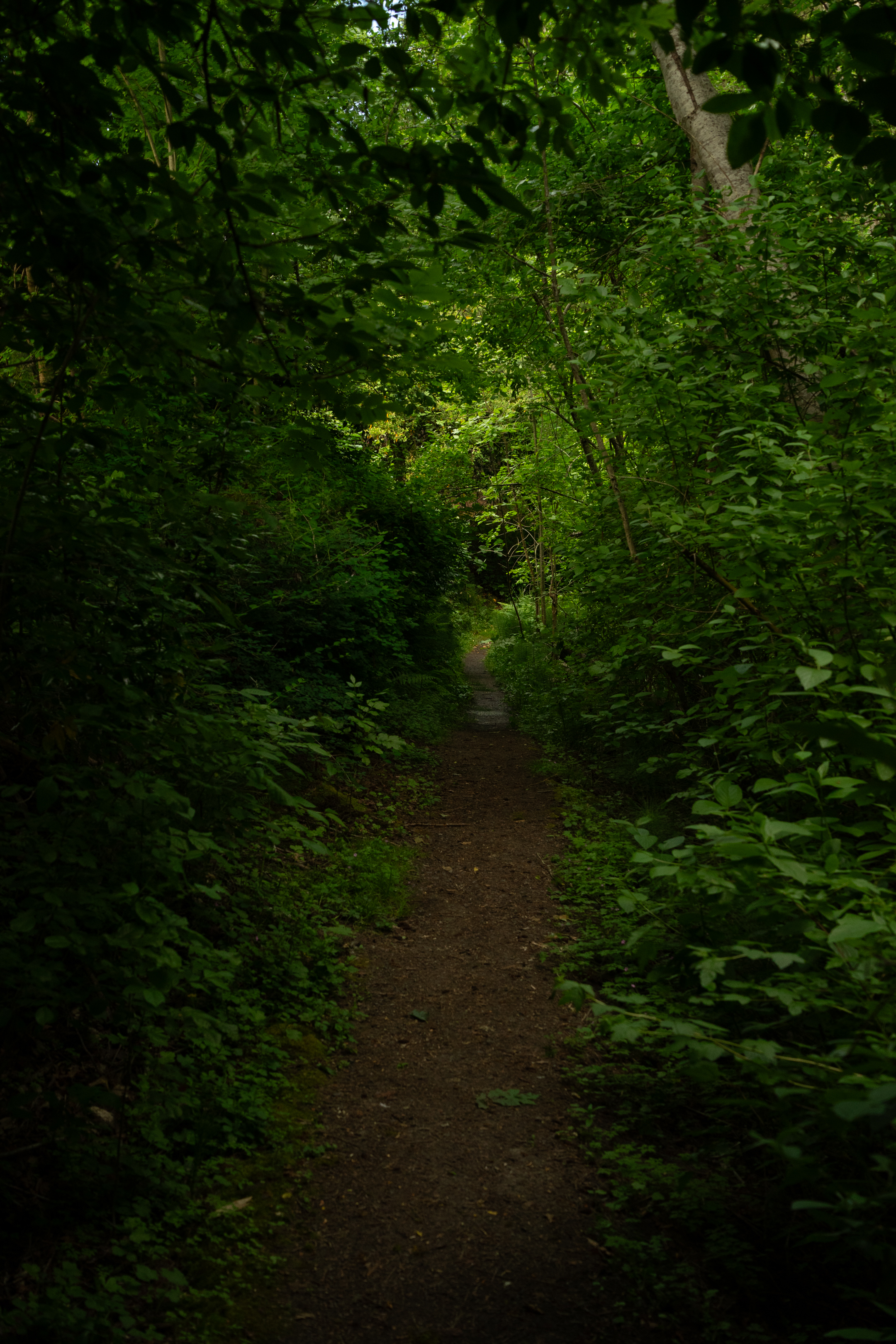 Pathfinder Genesis Trail