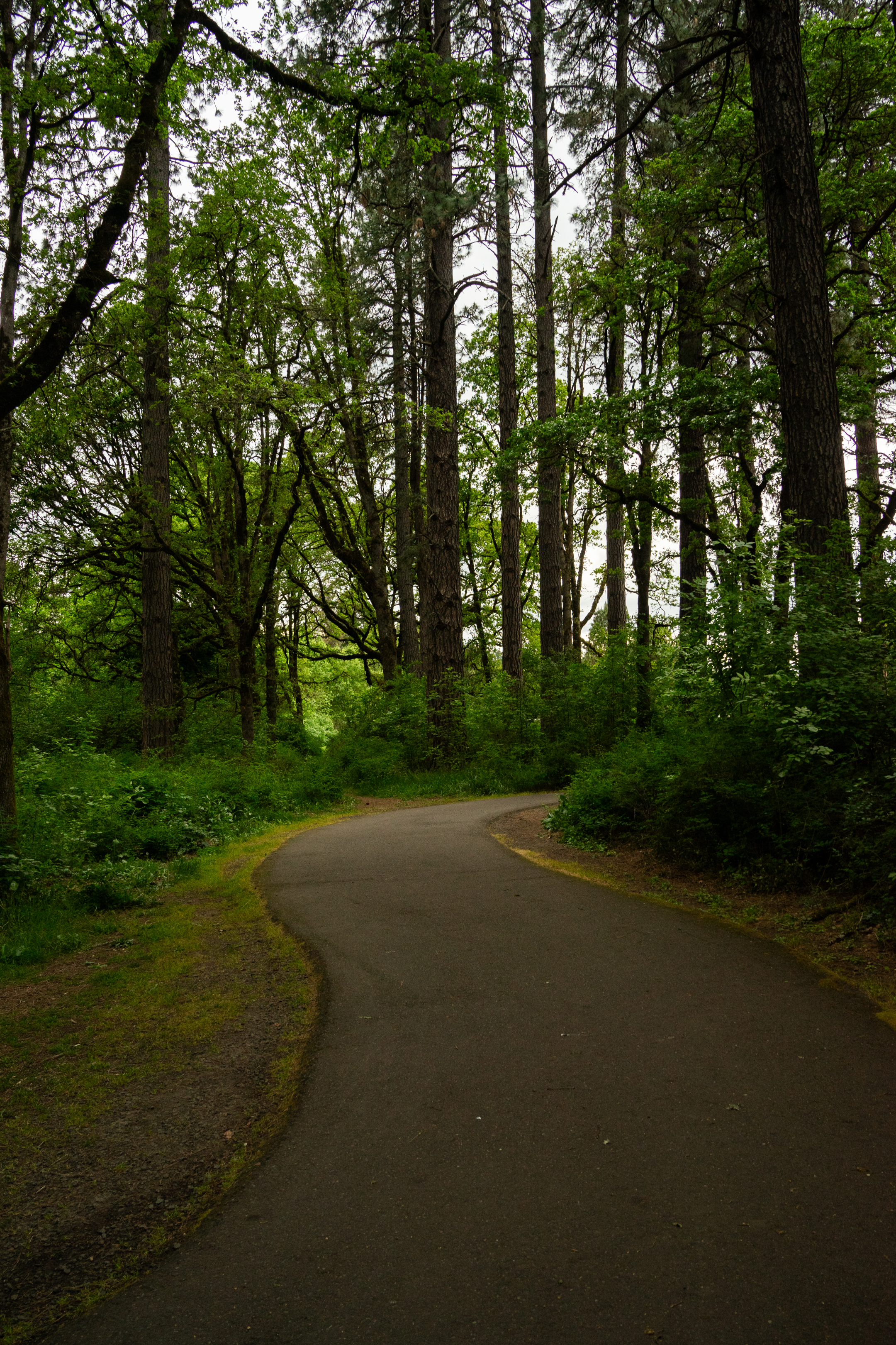 Pathfinder Genesis Trail