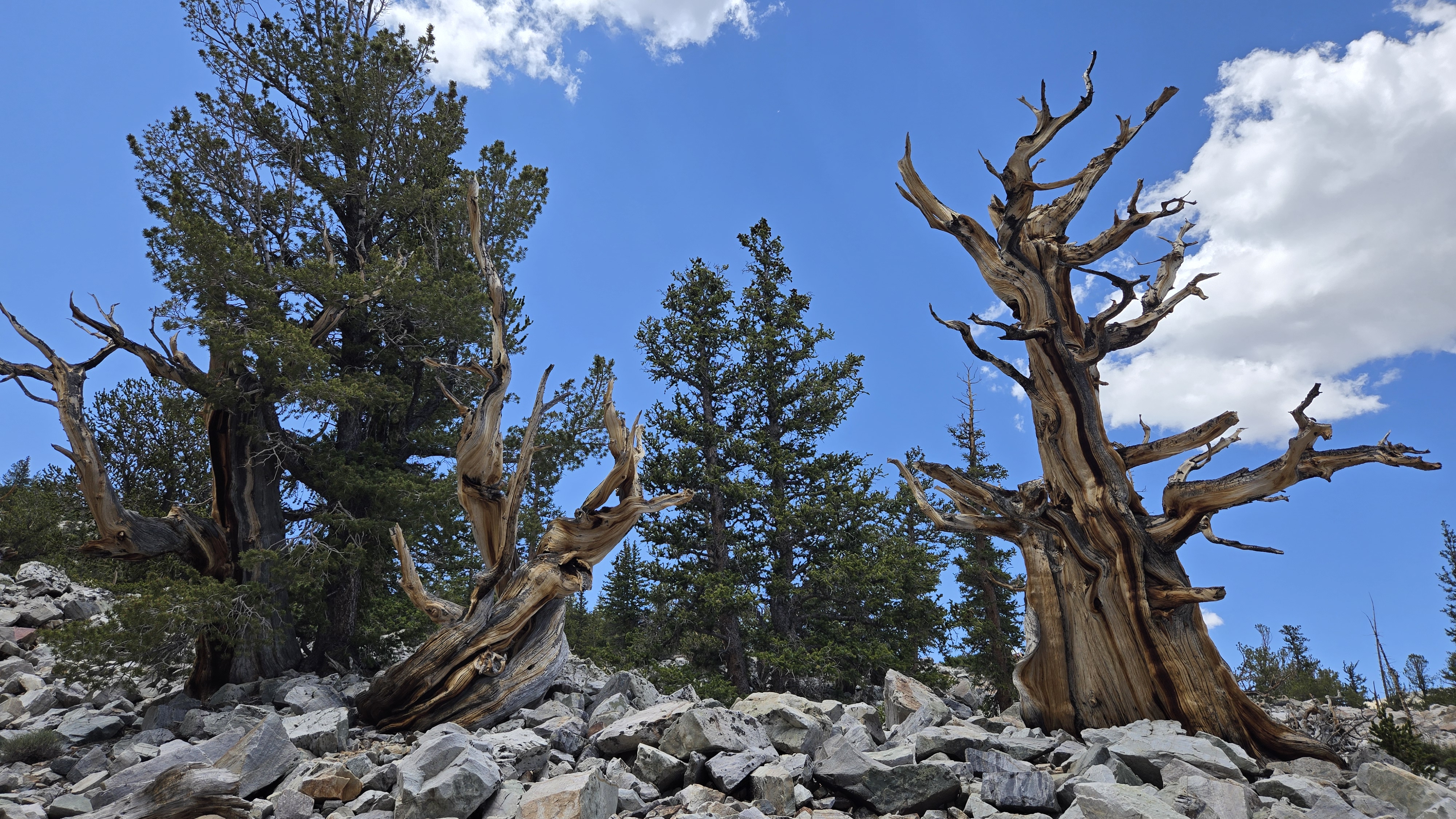 Hike the Bristlecone and Glacier Trail in Great Basin NP