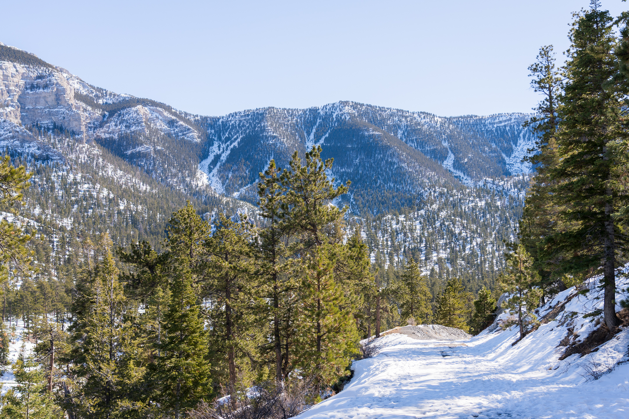 Lower Bristlecone Trail
