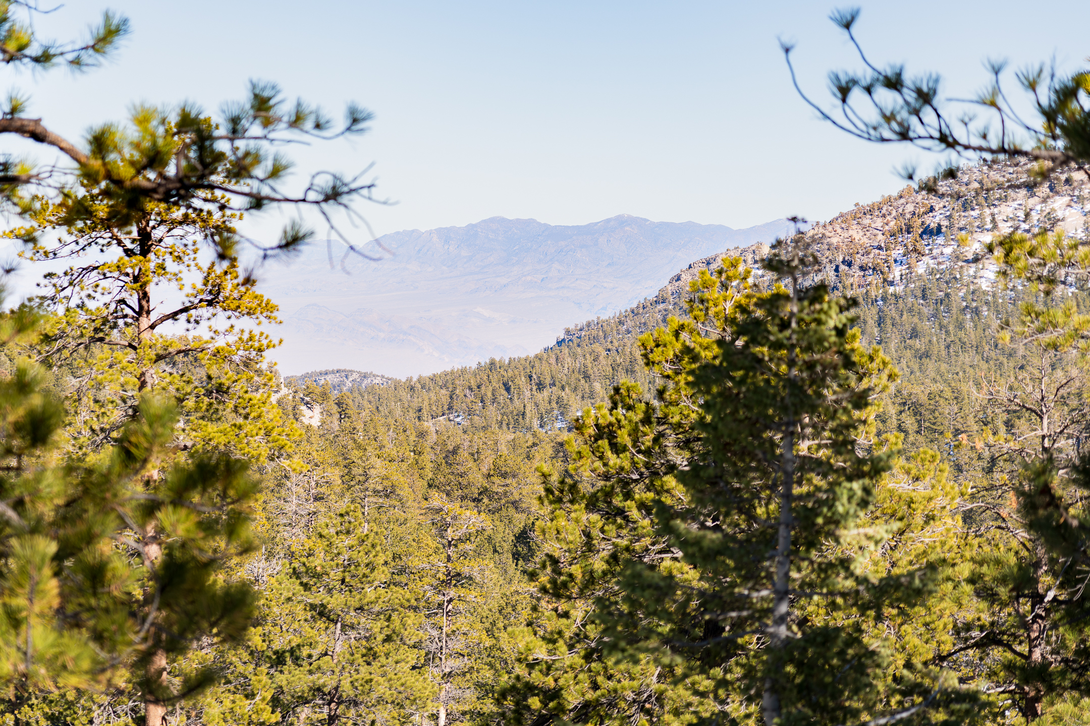 Lower Bristlecone Trail