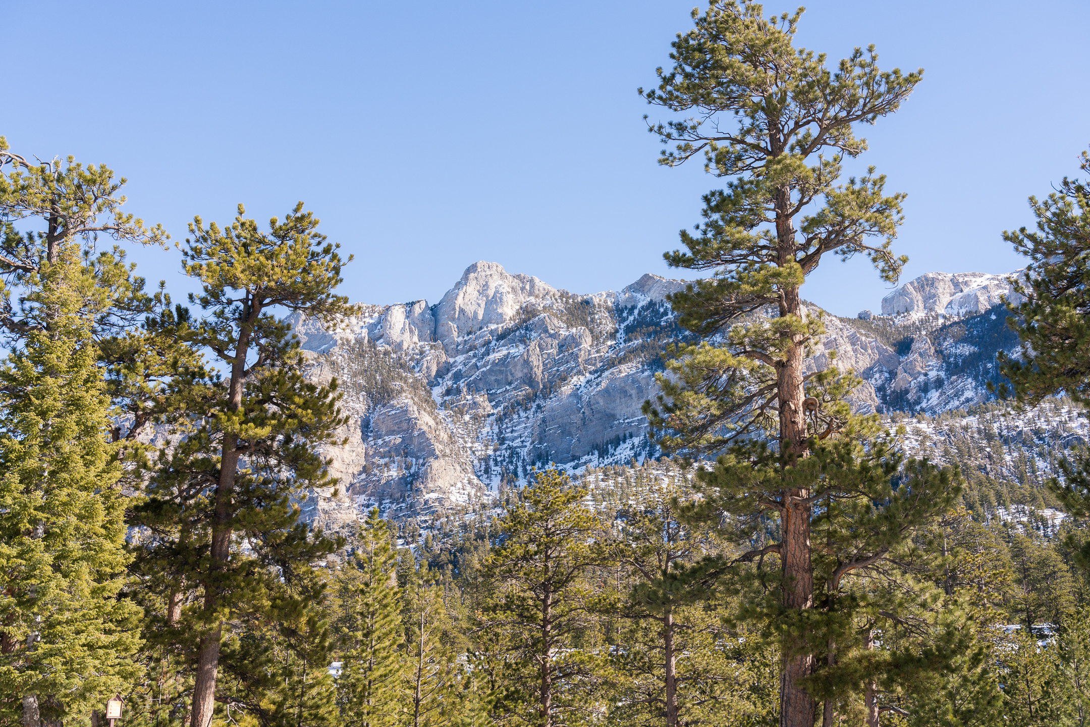 Lower Bristlecone Trail