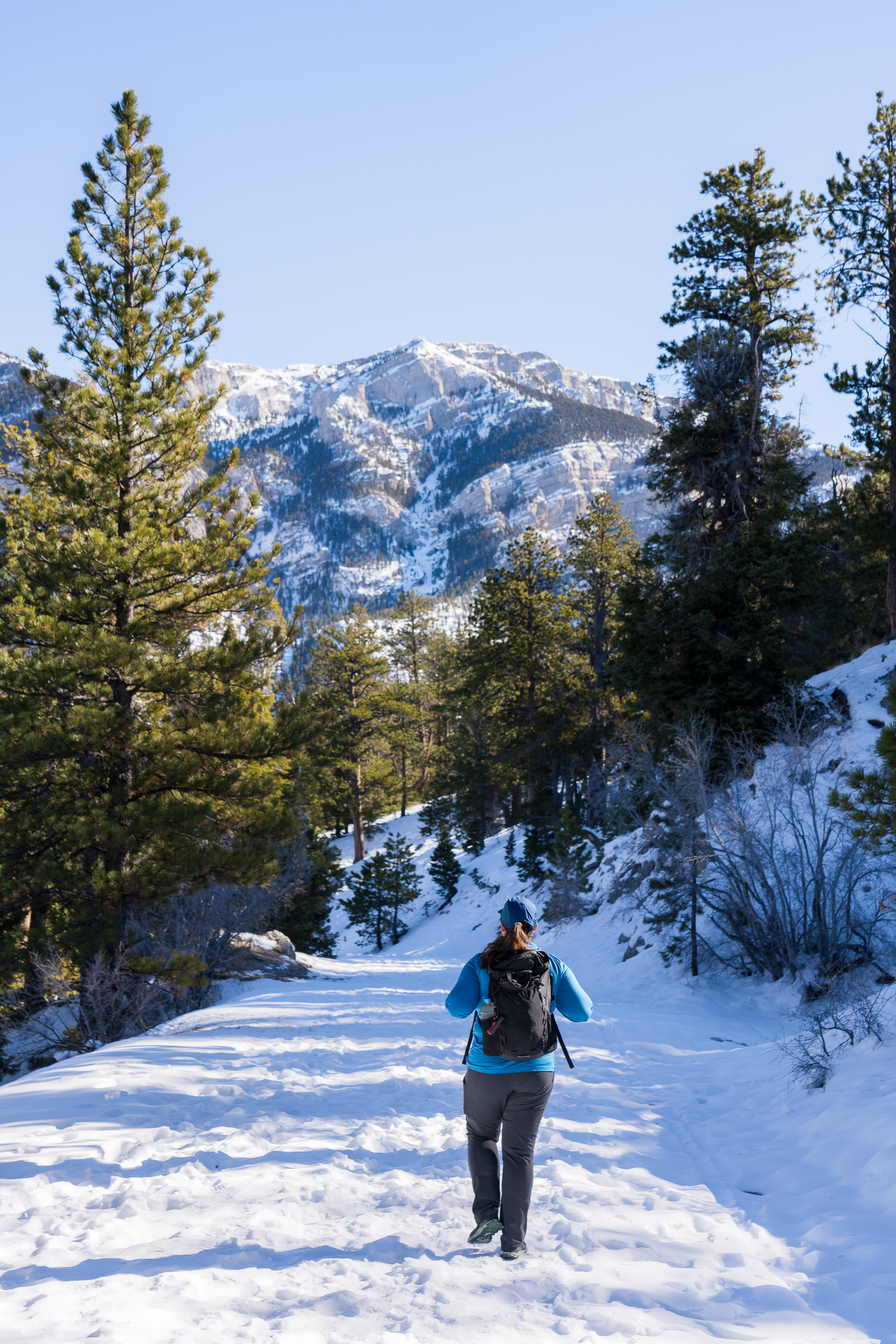 Lower Bristlecone Trail