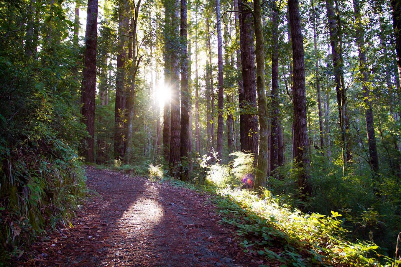 Big basin hotsell trail camps