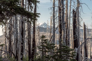 Hike Canyon Creek Meadow and 3 Fingered Jack