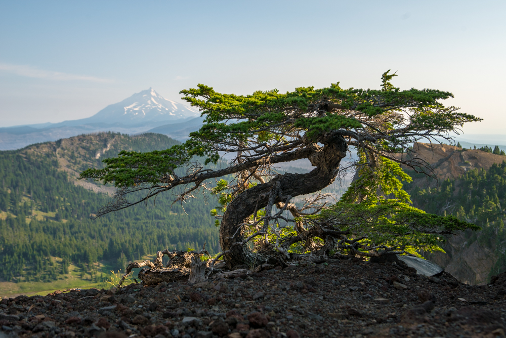 Hike Canyon Creek Meadow and 3 Fingered Jack