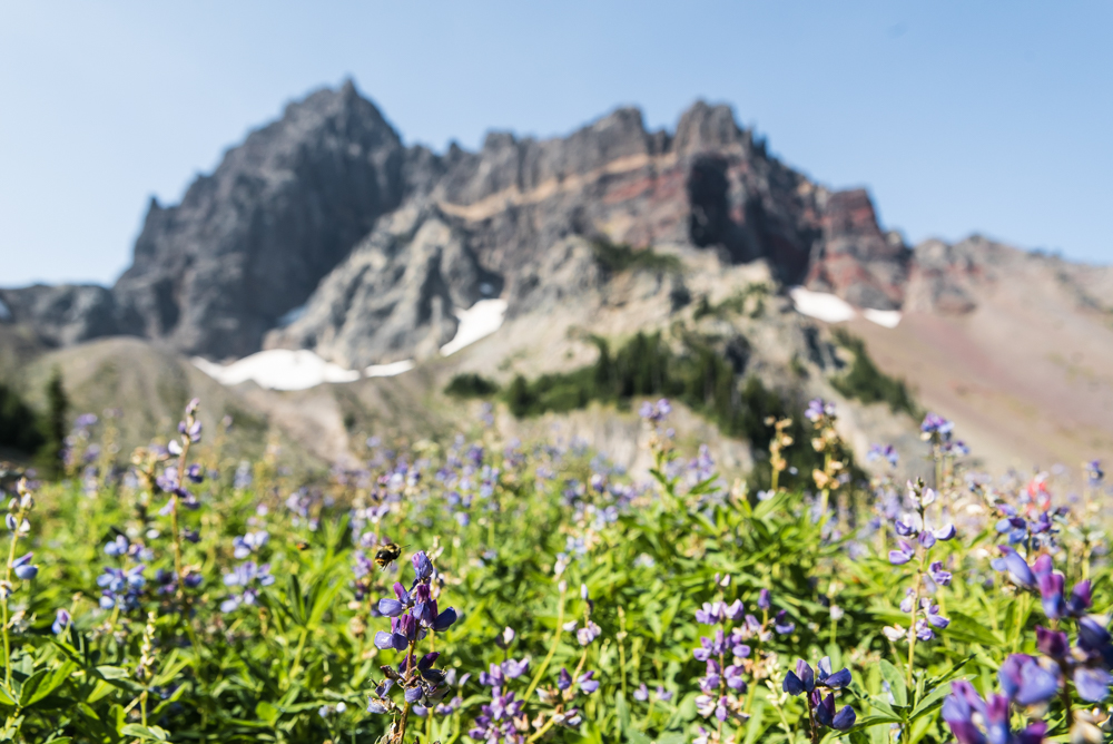 Hike Canyon Creek Meadow and 3 Fingered Jack