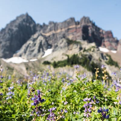Hike Canyon Creek Meadow and 3 Fingered Jack
