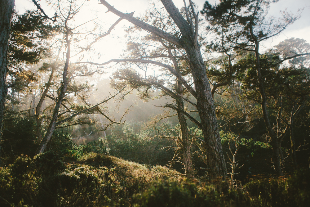 Whalers Cove  Loop