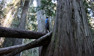 Visit the Ancient Cedars