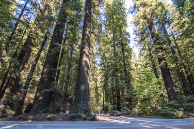 Explore the Avenue of the Giants