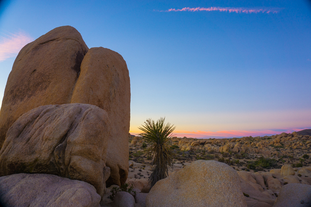 Camp at Joshua Tree's White Tank Campground
