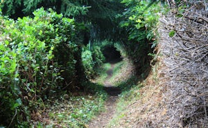 Hike the Cooks Ridge Trail at Cape Perpetua Scenic Area