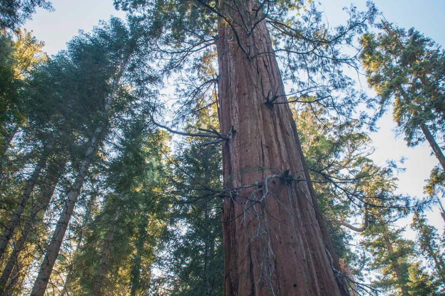 Hiking the Merced Grove, Yosemite