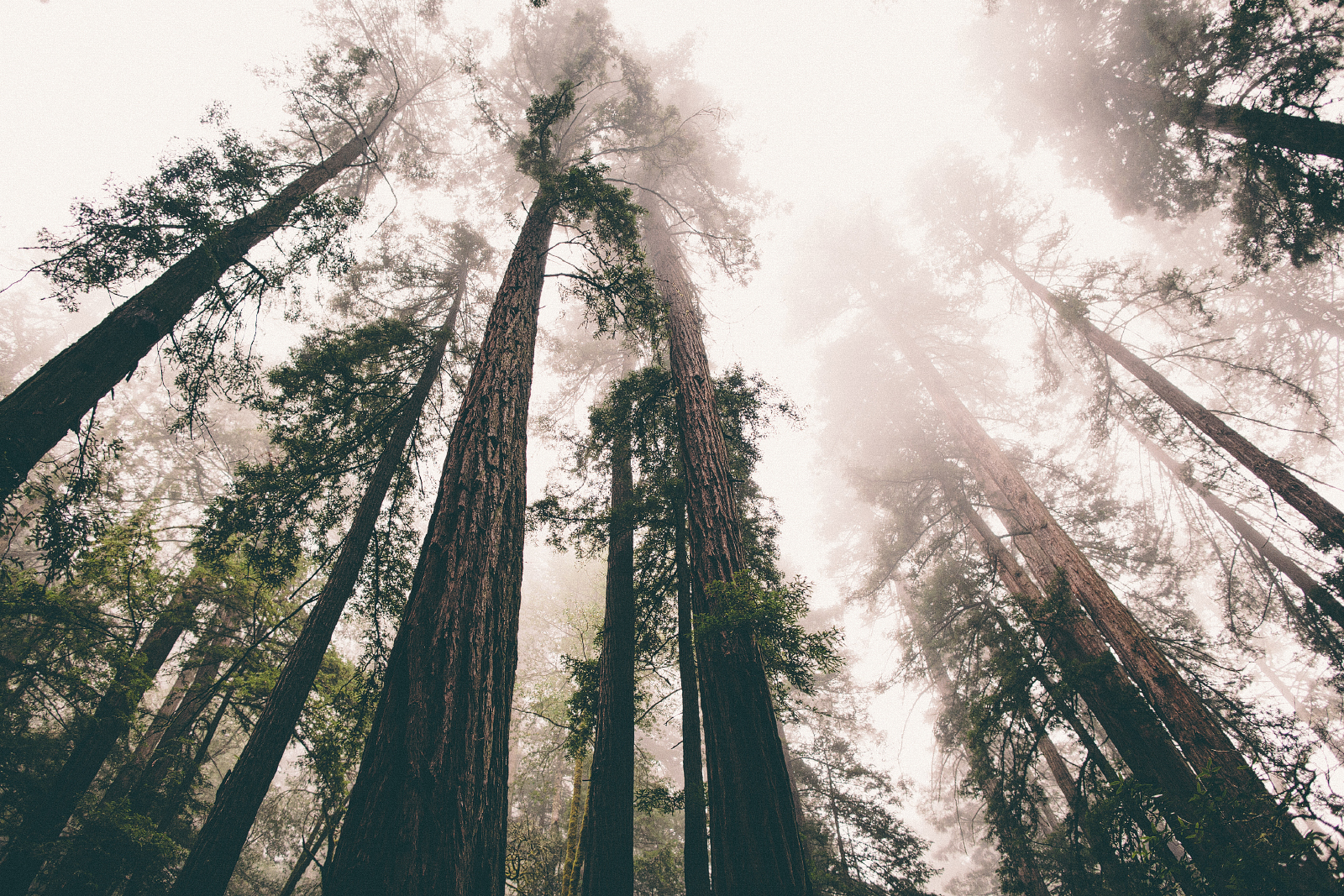 Matt Davis-Steep Ravine Loop