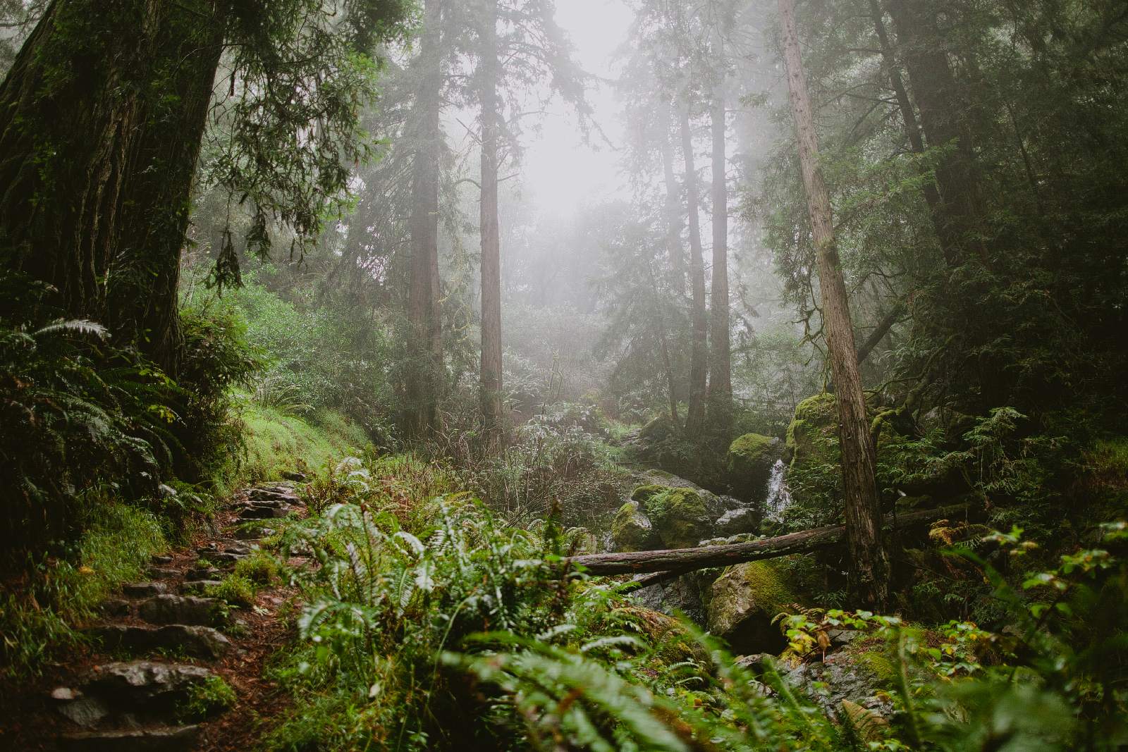 Matt Davis-Steep Ravine Loop
