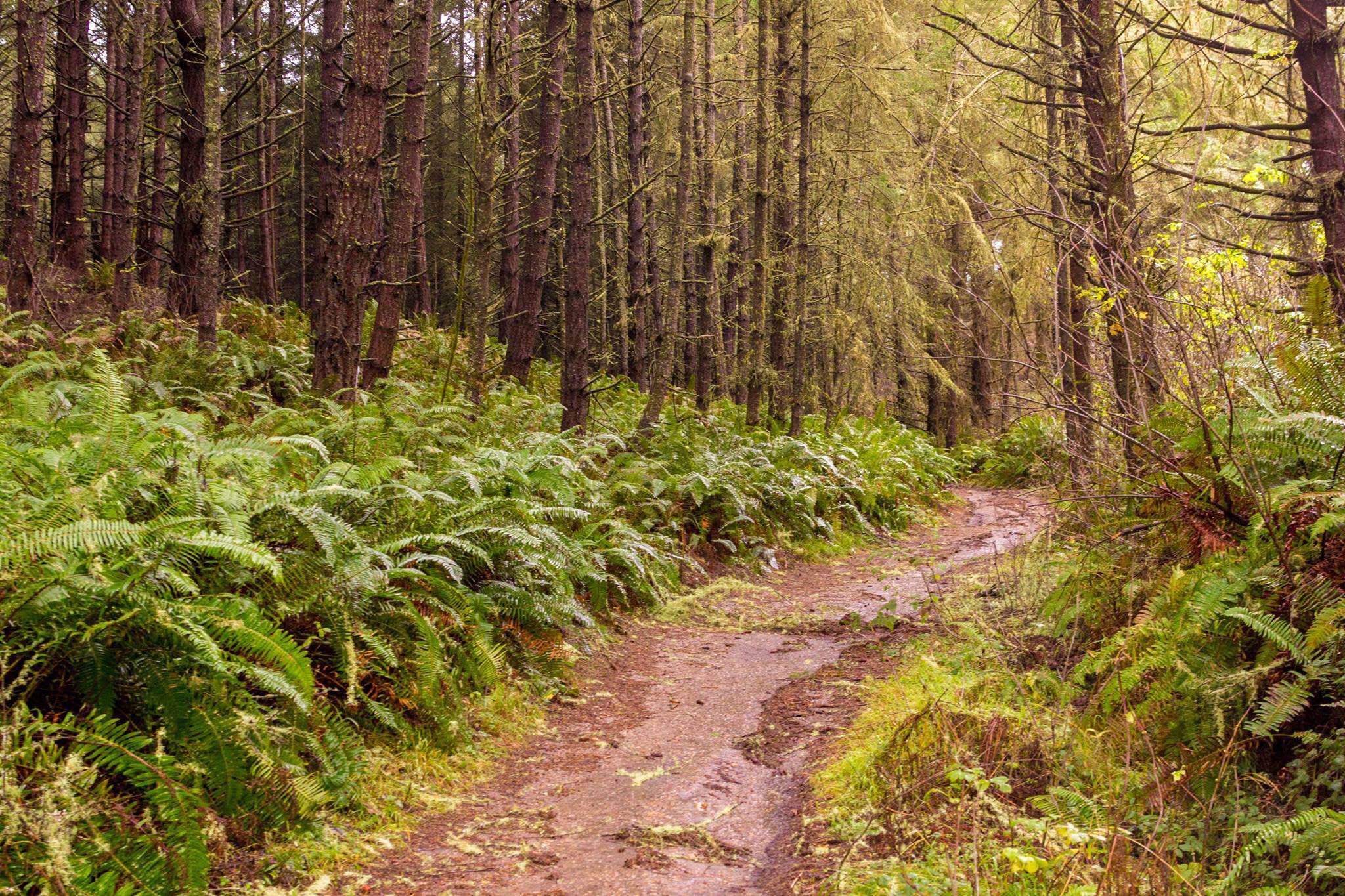 Alamere Falls via Palomarin Trailhead 