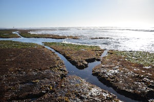 Fitzgerald Marine Reserve