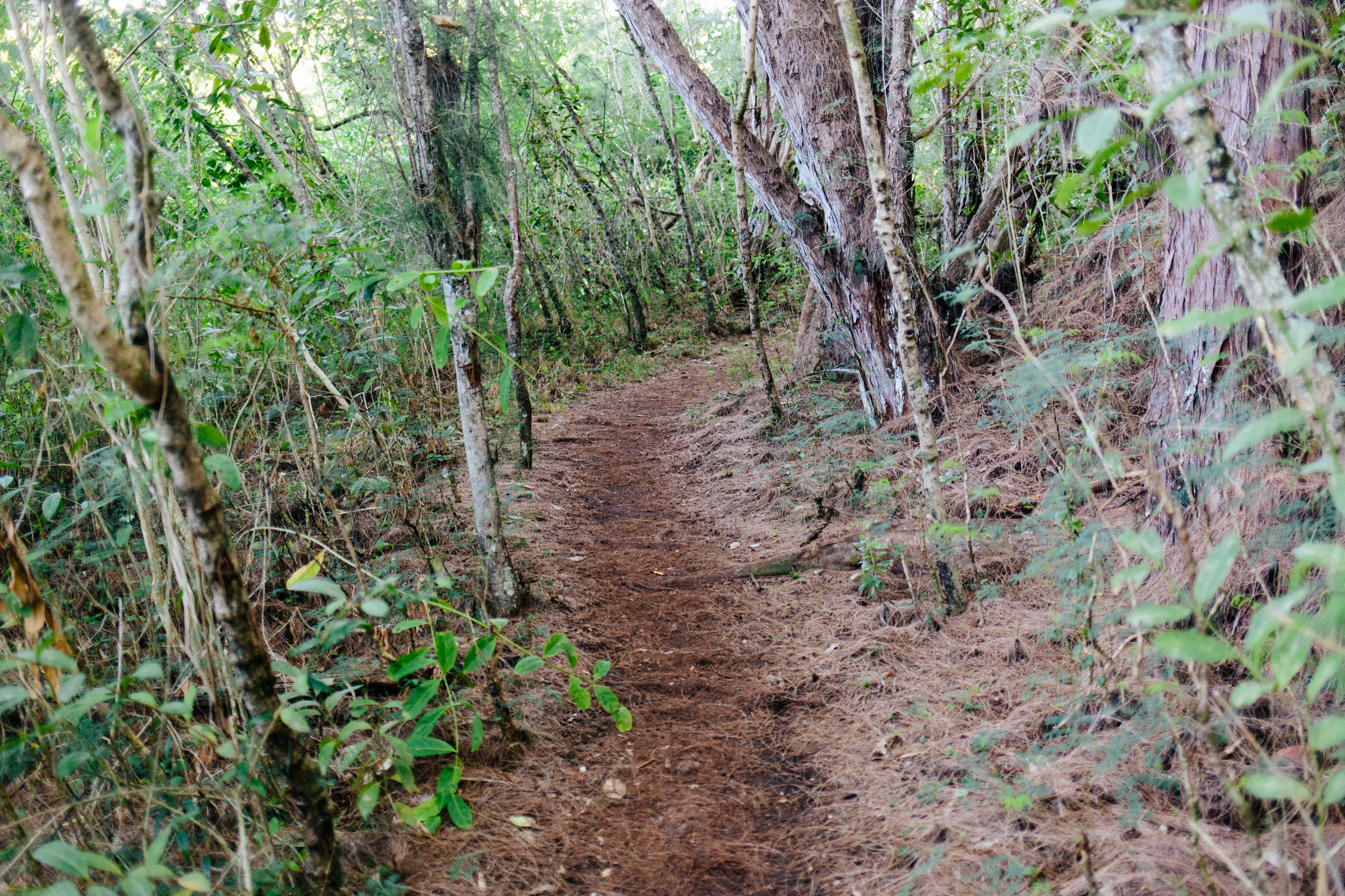 Pu'u Ma'eli'eli Digging Hill