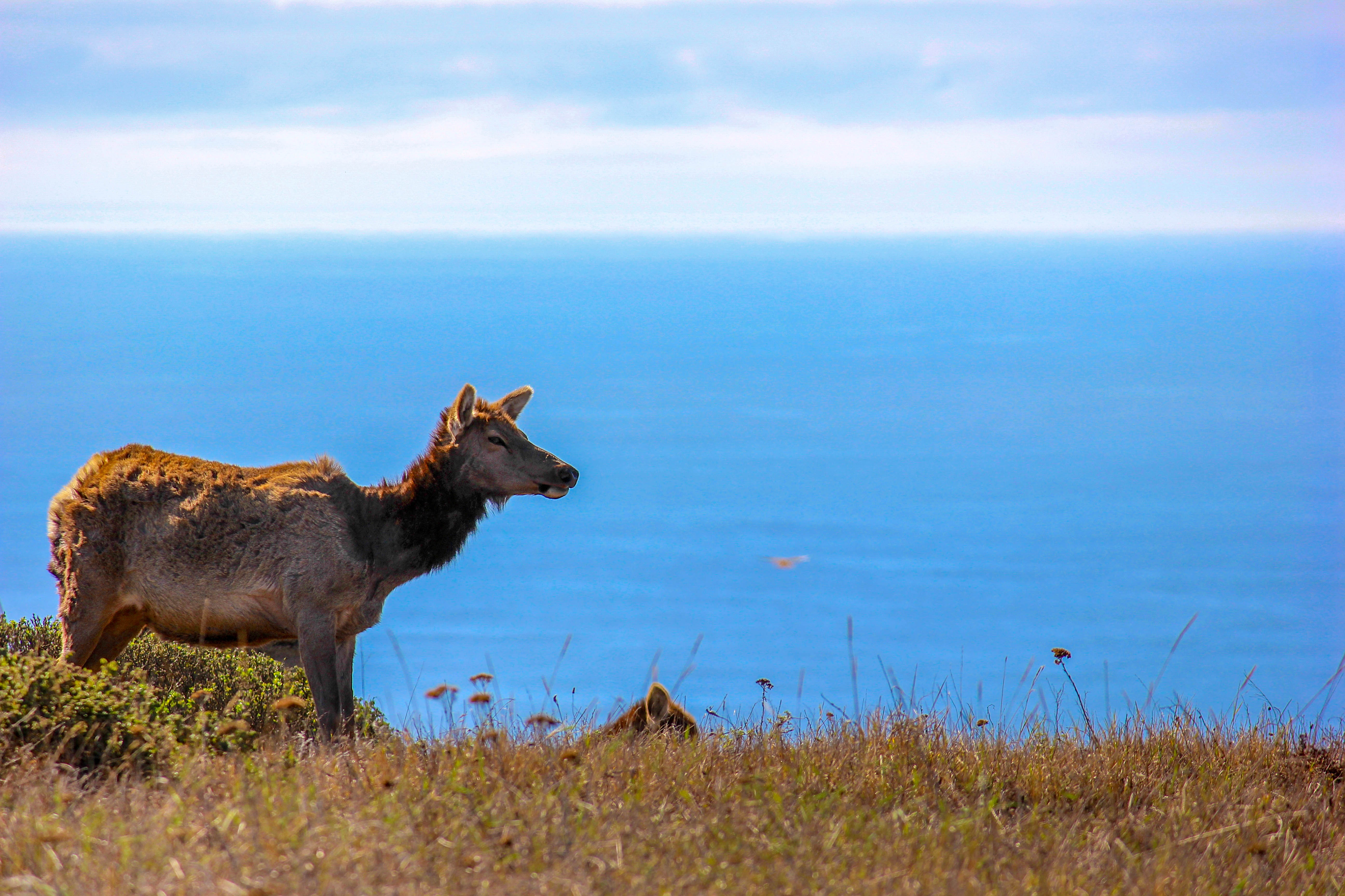 Tomales Point Trail