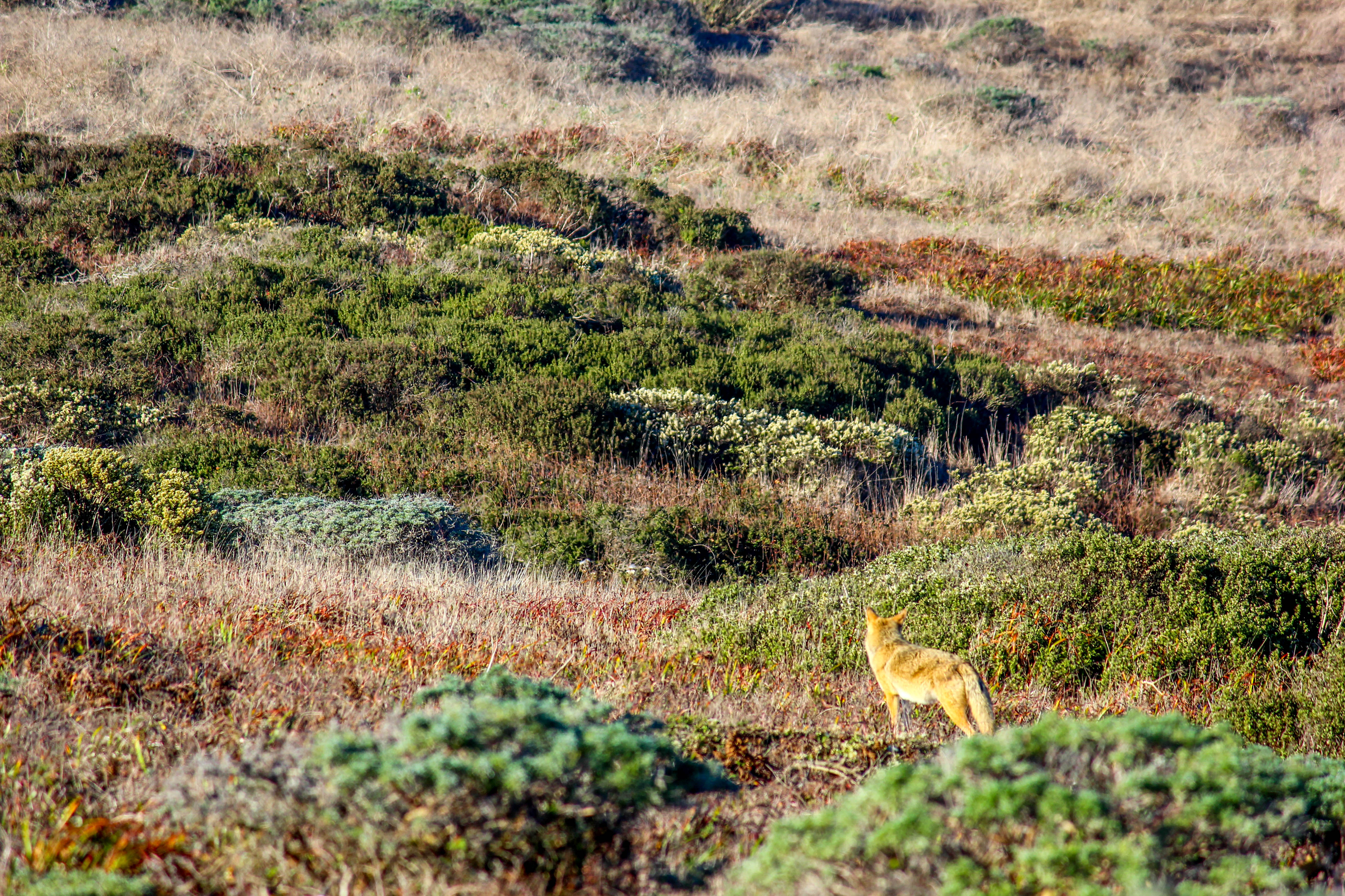 Tomales Point Trail