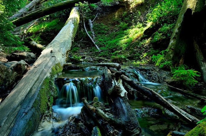A river turns into a small waterfall and is surrounded by fallen logs and a bright carpet of greenery