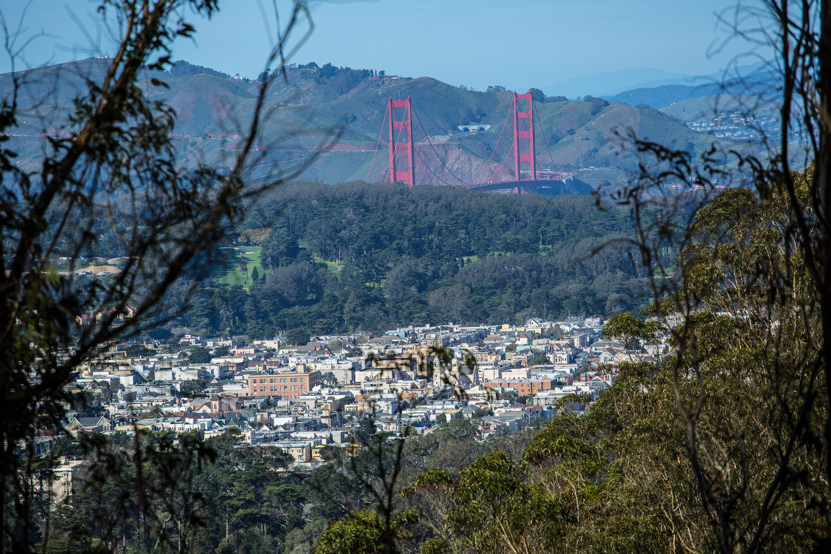 Mount Sutro Open Space Reserve Loop