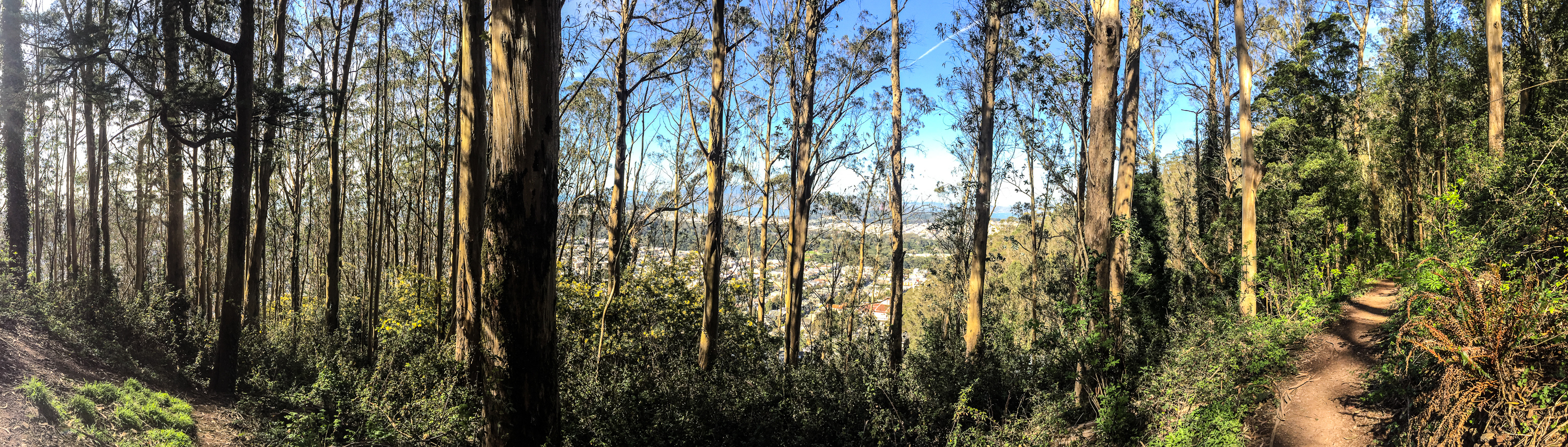 Mount Sutro Open Space Reserve Loop