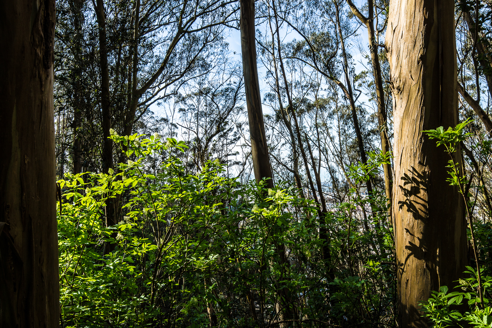 Mount Sutro Open Space Reserve Loop