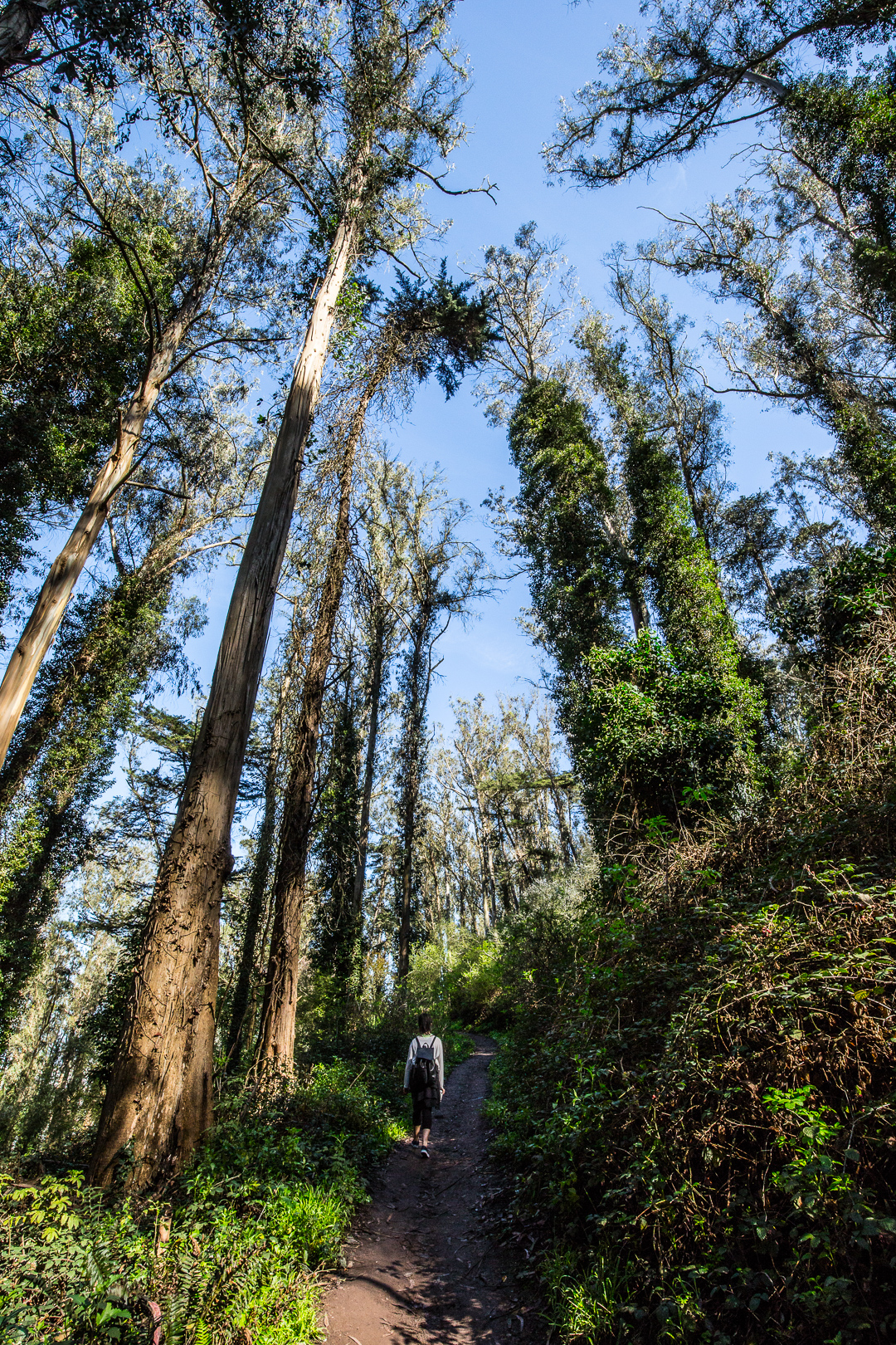 Mount Sutro Open Space Reserve Loop