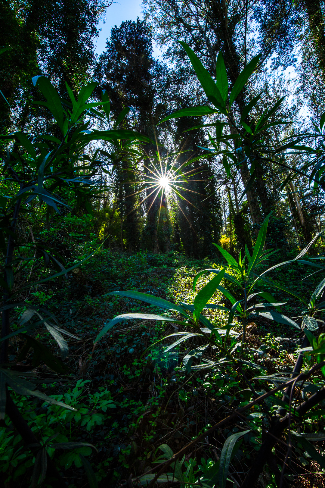 Mount Sutro Open Space Reserve Loop