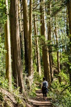 Mount Sutro Open Space Reserve Loop