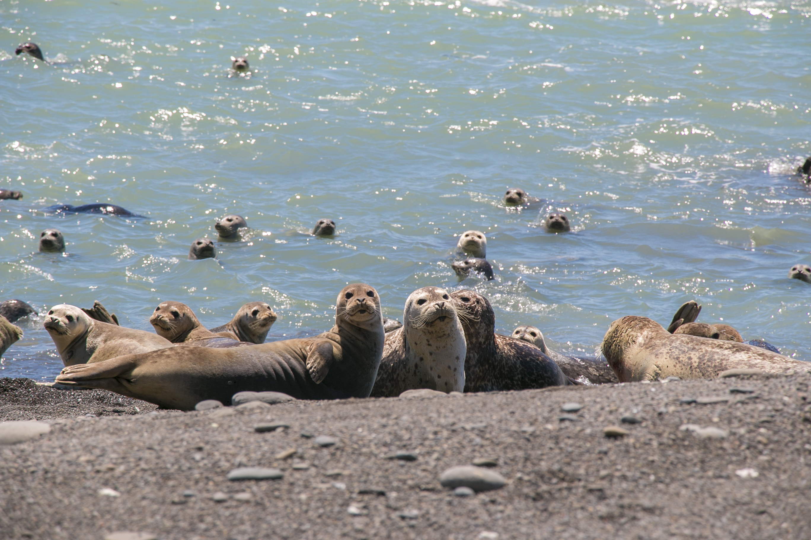 The Lost Coast: Mattole to Black Sands Beach