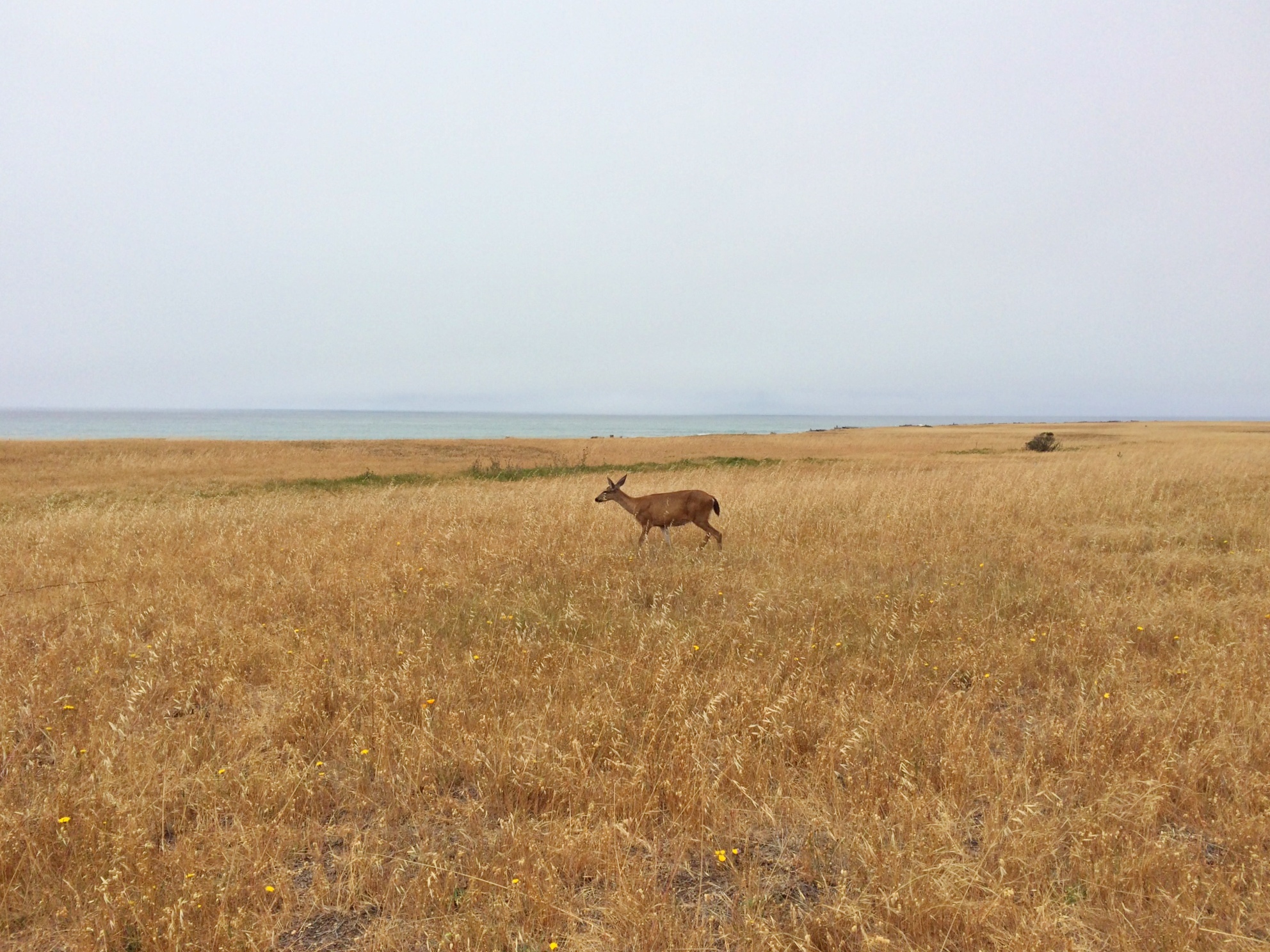 The Lost Coast: Mattole to Black Sands Beach