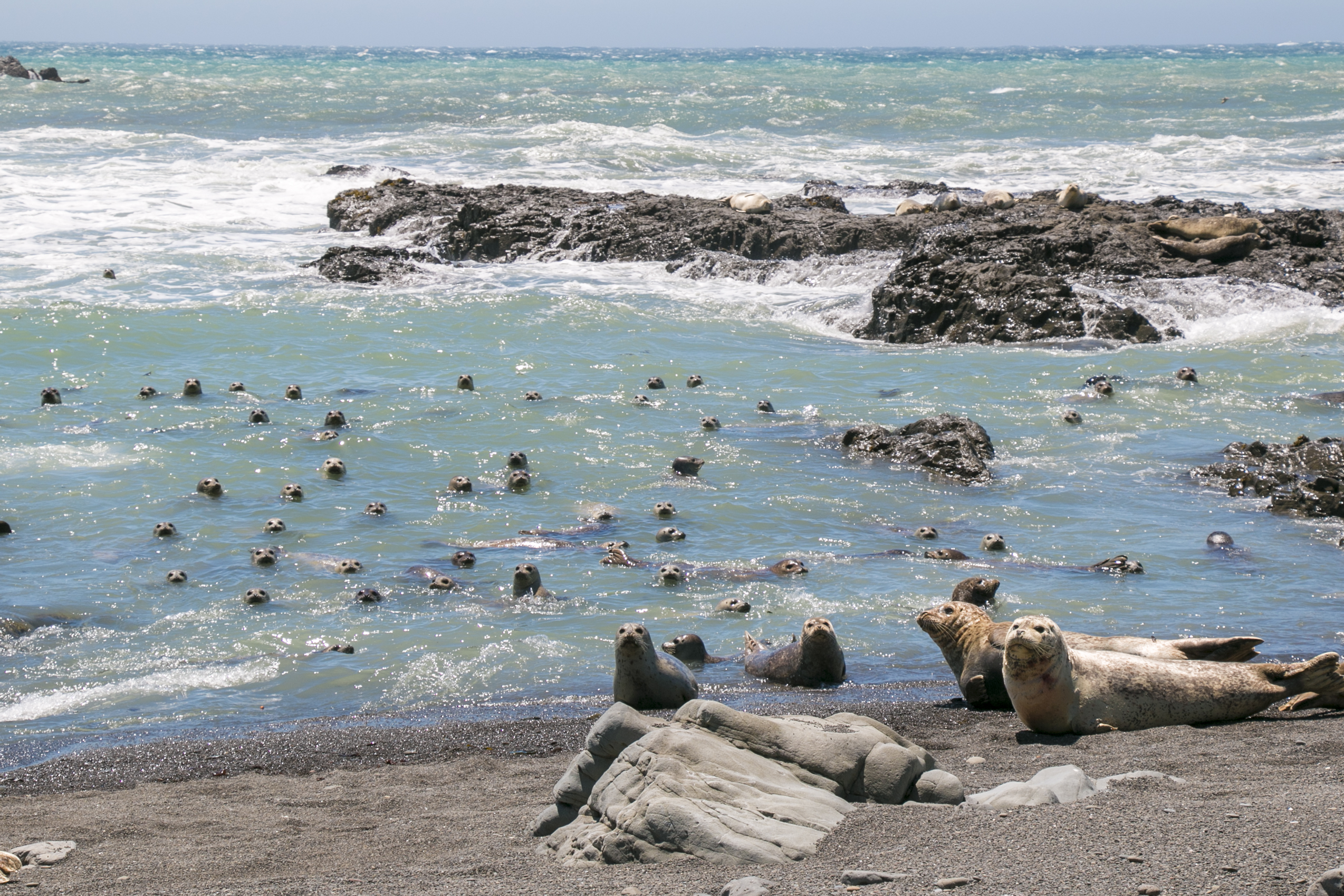 The Lost Coast: Mattole to Black Sands Beach
