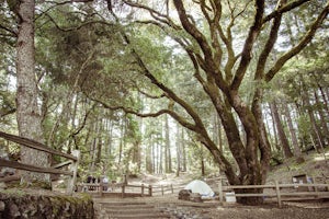 Camp at Mt. Tam's Pantoll Campground